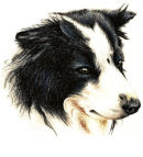 "Barney" Border Collie
